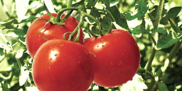 Сортовете от домати, които са устойчиви на късмета, ще дадат висок добив