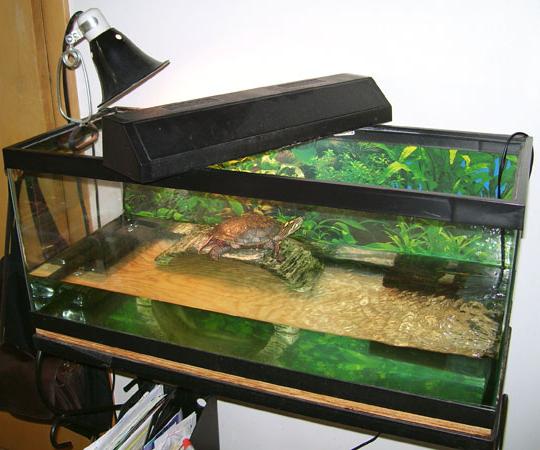 Какво трябва да има аквариум за костенурки