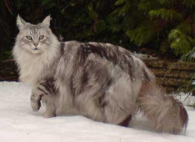 Majestic и грациозни котки: породата Maine Coon