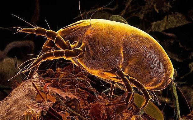 Борба с мравките и умъртвяването на акари