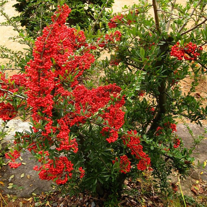 Приложението Schizandra