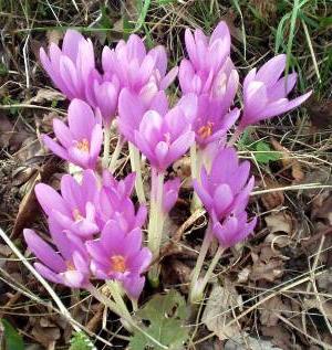 Colchicum цветя в градината парцел