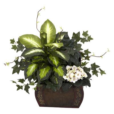 Dieffenbachia: Възможно ли е да запазите това чудо растение у дома?