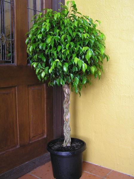 Ficus отровен или не