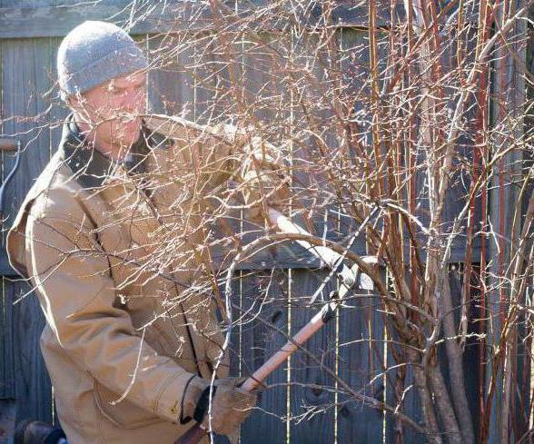 Боровинка Елизабет: описание на сорта, характеристики. Засаждане на боровинки