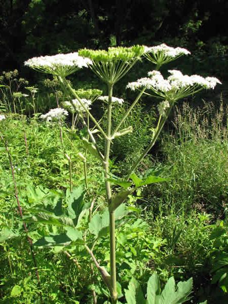 Как да се отървете от hogweed на сайта