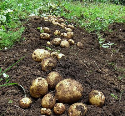 Как да приготвяме картофи за засаждане