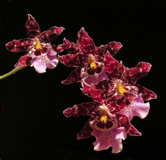 Cumbria - орхидея за онези, които са болни от phalaenopsis