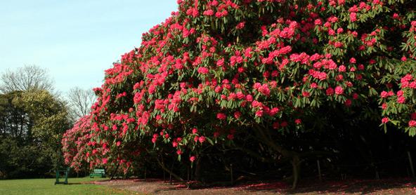 Камелия градина - засаждане и грижи. Camellia: засаждане, размножаване, грижи, класове и снимки