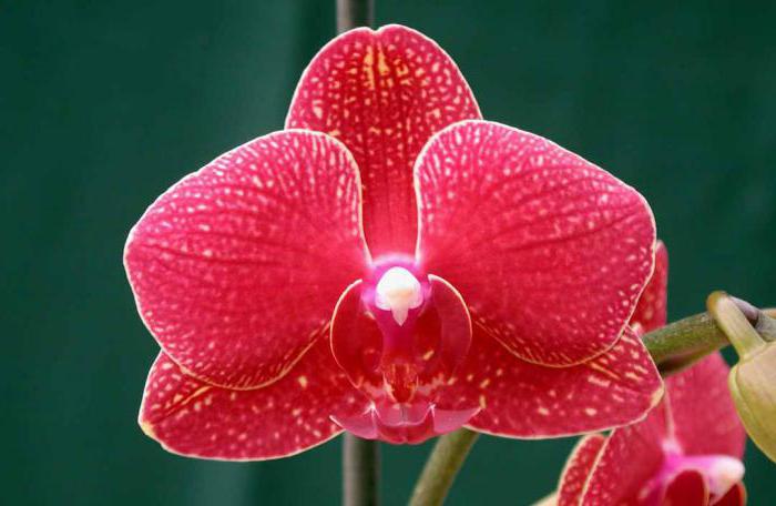 orchid phalaenopsis грижи след покупката