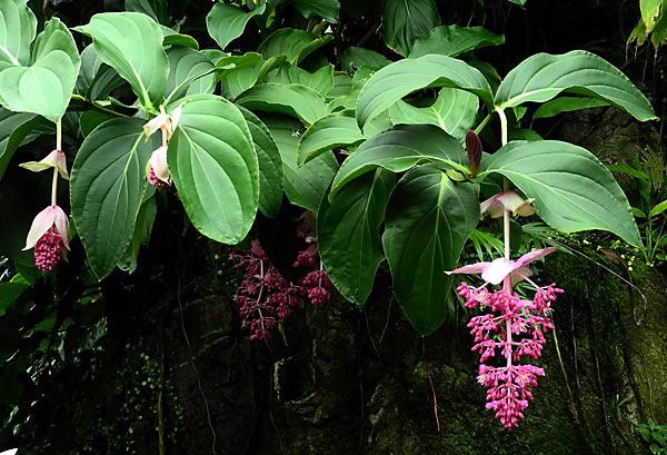 цветя medinilla 