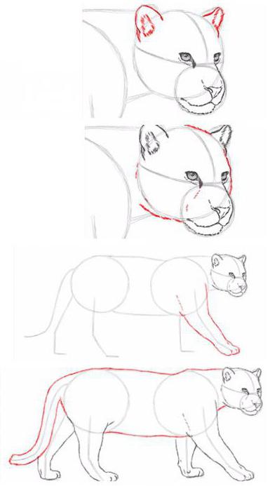как да нарисувате ягуара на етапи