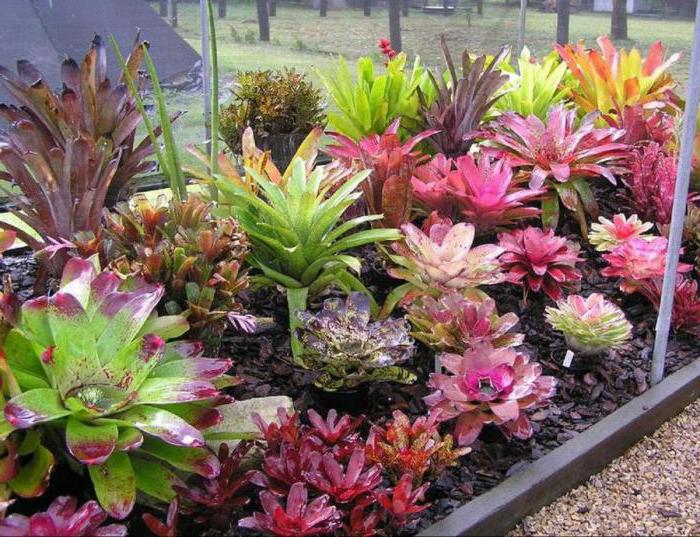 растения bromeliad