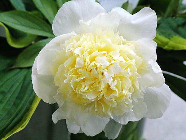 Peony Primavera: характеристики на грижите и описание на растението