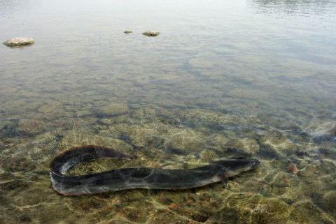 Акнето е електричество - жителите на мътните води на Амазонка