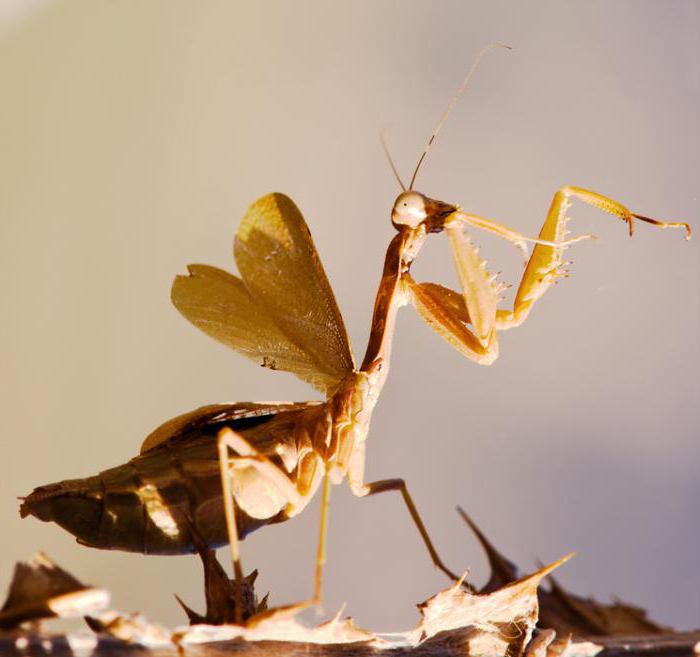 как да определите вида mantis