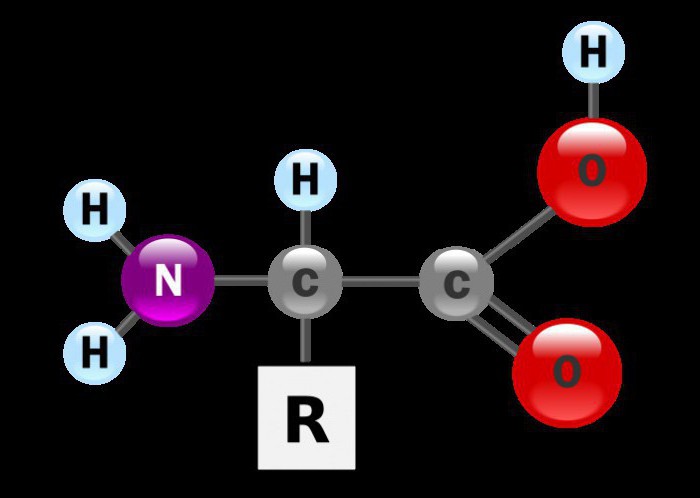 Общата формула на аминокиселините