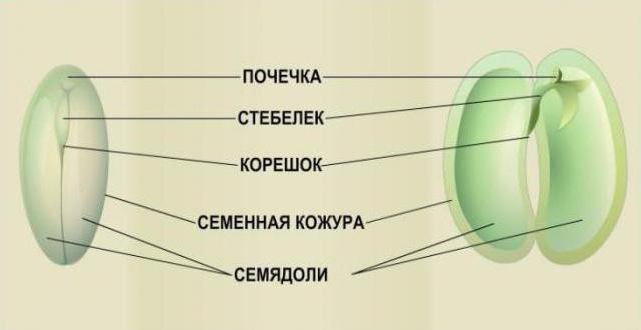 Структурата на ябълково тиквено семе или слънчогледово семе 