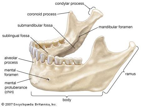 Черепни кости: човешка анатомия