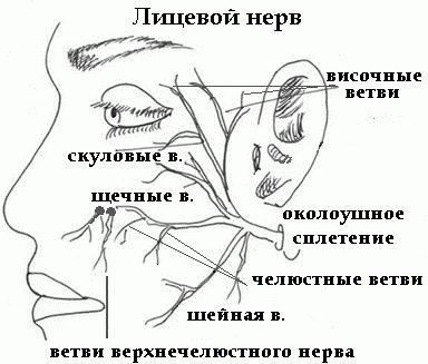 топографска анатомия на лицевия нерв 