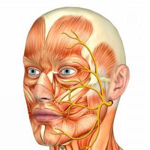 модел на лицевите нервни влакна 